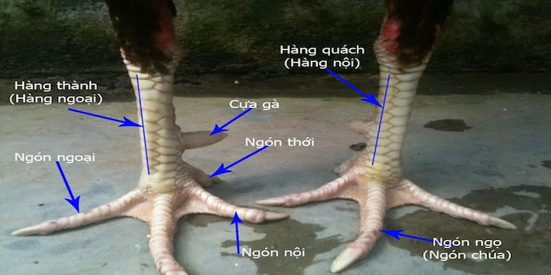 Cách coi gà đá hay cho anh em tham khảo